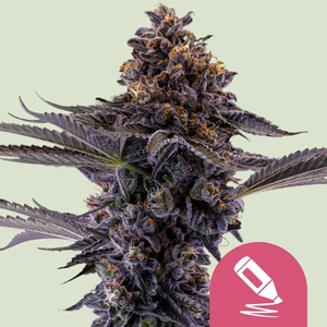 Royal Queen Seeds – Permanent Marker (Feminized)