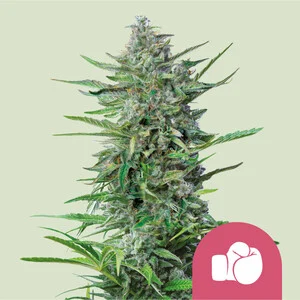 Royal Queen Seeds – Purple Punch (Feminized)