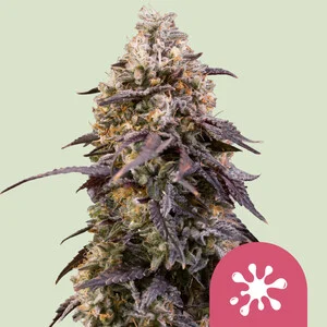 Royal Queen Seeds – Sticky Queen (Feminized)
