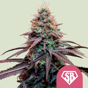 Royal Queen Seeds – Super Boof (Feminized)