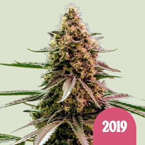 Royal Queen Seeds – The 2019 (Feminized)