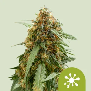 Royal Queen Seeds - Sticky Queen Auto (Autoflower)