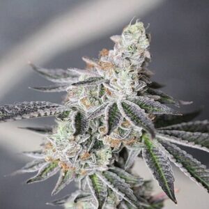 BG Bulk