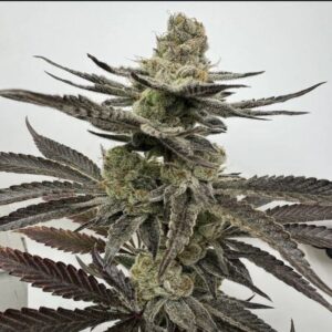 Umami Seed Co. – Melt Mode (Feminized)