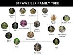 Umami Seed Co. – Strawzilla (Feminized) - Image 2