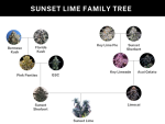 Umami Seed Co. – Sunset Limes (Feminized) - Image 2