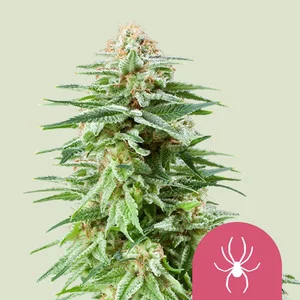 Royal Queen Seeds - White Widow (Feminized)