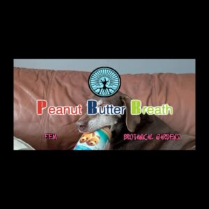 (Freebie) Brotanical Gardens - Peanut Butter Breath (Feminized)