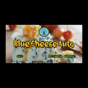 (Freebie) Brotanical Gardens - Blue Cheese Auto (Autoflower) | Brotanical Gardens