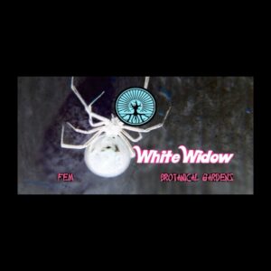 BG Bulk – White Widow (Feminized)