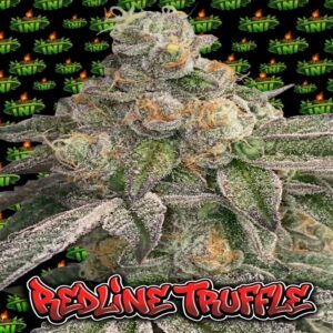 TNT Genetics - Redline Truffle (Feminized) | Brotanical Gardens