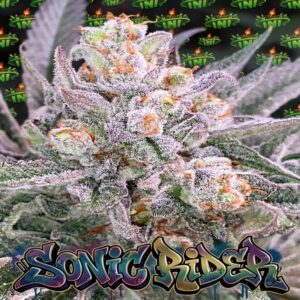 TNT Genetics - Sonic Rider (Feminized) | Brotanical Gardens