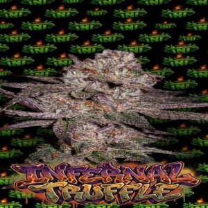 TNT Genetics - Infernal Truffle (Feminized) | Brotanical Gardens