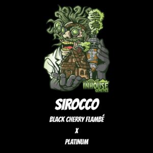 In House Genetics - Sirocco (Feminized)