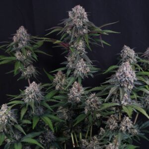 420 Fast Buds - Lemon Cherry Sundae Auto (Feminized)