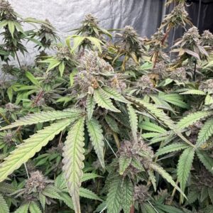 420 Fast Buds - Biscotti Gelato (Feminized)