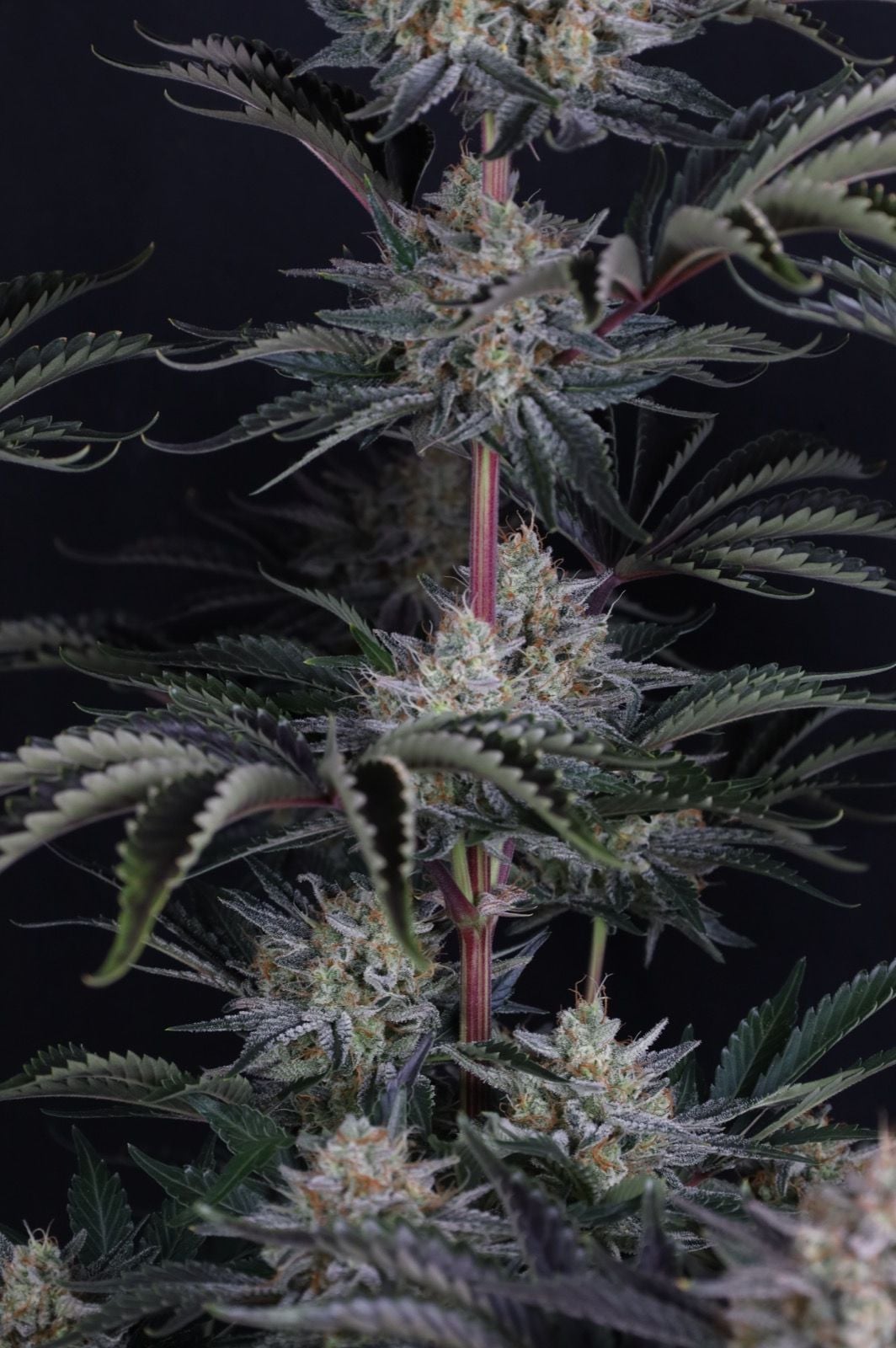 420 Fast Buds - Mendo Frost Auto (Feminized) - Image 4