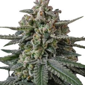 420 Fast Buds – Banana Frost Auto (Autoflower)