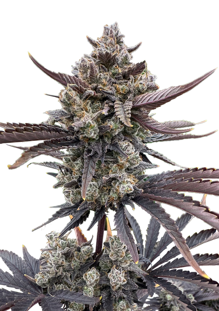 420 Fast Buds – Banana Purple Punch RF3 Auto (Autoflower)