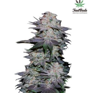 420 Fast Buds – Blackberry Auto (Autoflower)