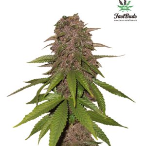 420 Fast Buds – C4 Auto (Autoflower)
