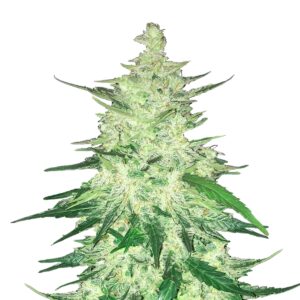 420 Fast Buds – CBD 1:1  Auto  (formerly Crack CBD Auto) (Autoflower)
