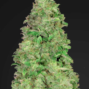 420 Fast Buds – CBD 20:1 Auto (Autoflower)
