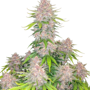420 Fast Buds – Cherry Cola Auto (Autoflower)
