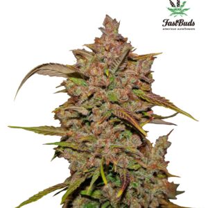 420 Fast Buds – Crystal METH Auto (Autoflower)