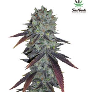420 Fast Buds – Fastberry Auto (Autoflower)
