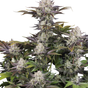 420 Fast Buds – Frost Banger Auto (Autoflower)