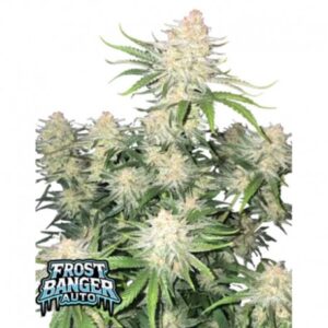 420 Fast Buds – Frost Banger F4 Auto (Autoflower)