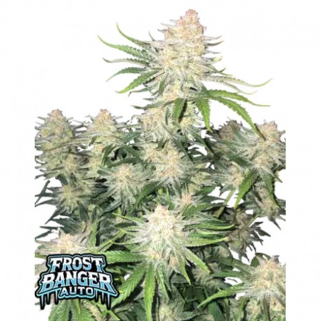 420 Fast Buds – Frost Banger F4 Auto (Autoflower)