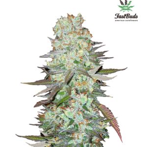 420 Fast Buds – G14 Auto (Autoflower)