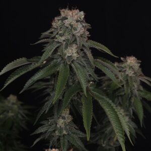 420 Fast Buds – GG4 (Feminized)
