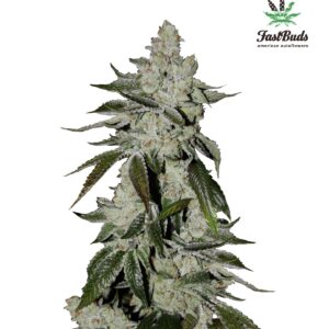 420 Fast Buds – Girl Scout Cookies (aka Cookies) Auto (Autoflower)
