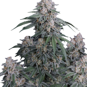420 Fast Buds – GMO Auto (Autoflower)
