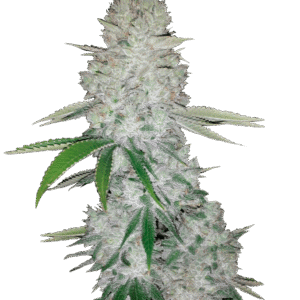 420 Fast Buds – Gorilla Auto (Autoflower)