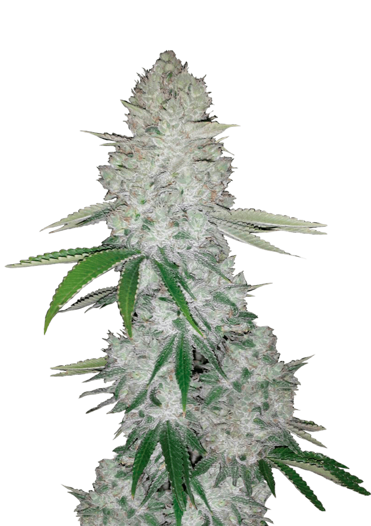 420 Fast Buds – Gorilla Auto (Autoflower)