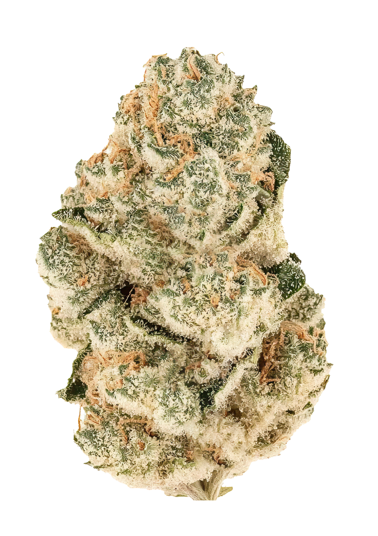 420 Fast Buds – Gorilla Melon (Feminized)