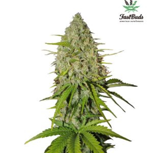 420 Fast Buds – Grapefruit Auto (Autoflower)
