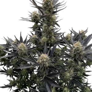 420 Fast Buds – Guava RF3 Auto (Feminized)