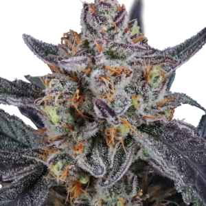 420 Fast Buds – Guava Runtz Auto (Autoflower)