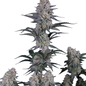 420 Fast Buds – Guava Sundae Auto (Autoflower)