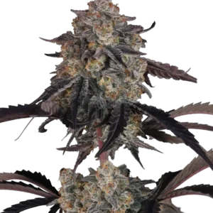 420 Fast Buds – Lemon Cherry Sundae Auto (Autoflower)