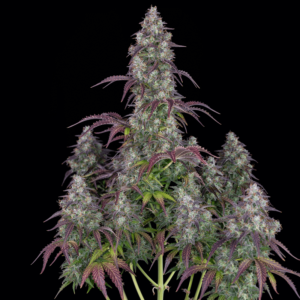 420 Fast Buds – Lemon Pie Auto (Autoflower)
