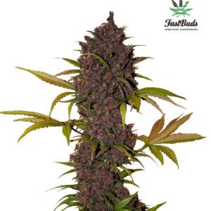 420 Fast Buds – LSD-25 Auto (Autoflower)