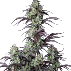 420 Fast Buds – Mimosa Cake Auto (Autoflower)