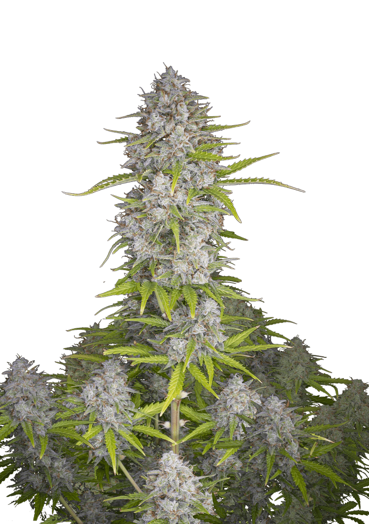 420 Fast Buds – Orange Sherbet Auto (Autoflower)