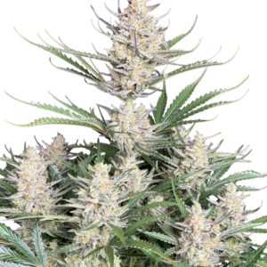 420 Fast Buds – Original Big Bud Auto (Autoflower)